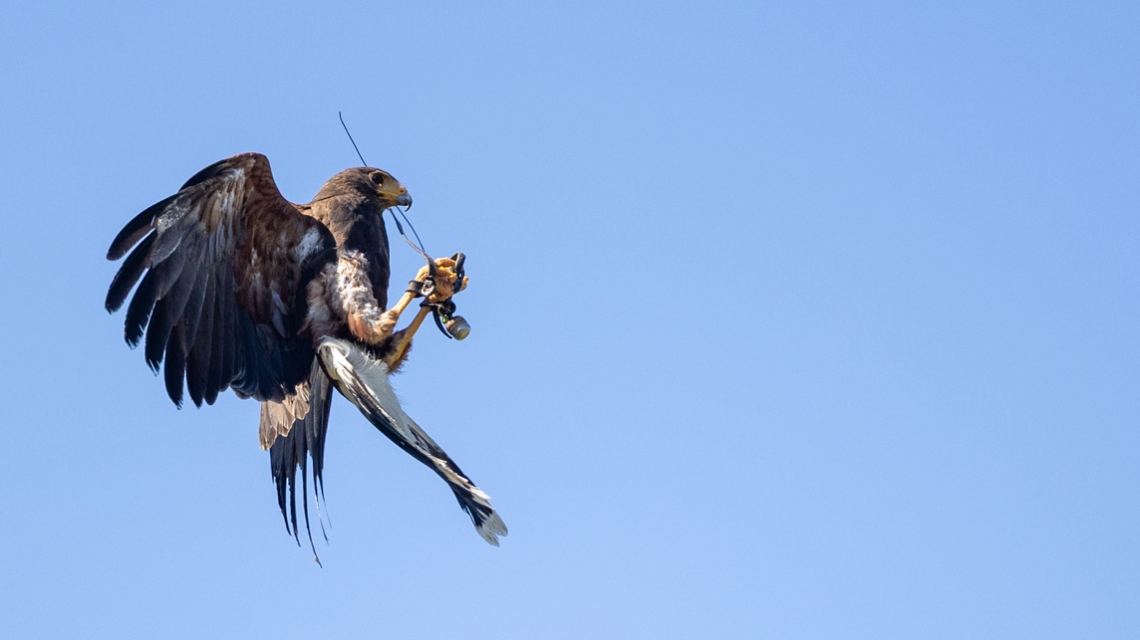 Falcon in Flight